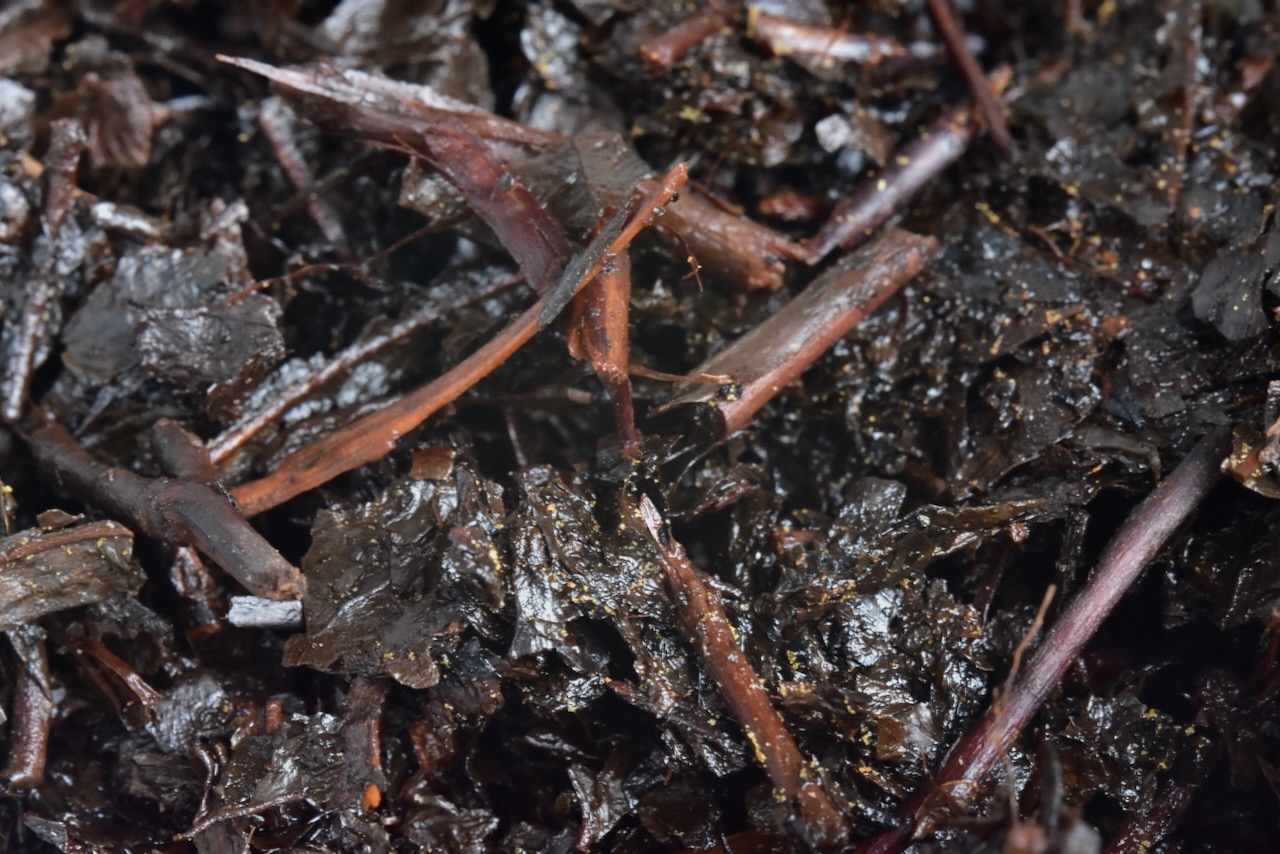 Jinhua close-up