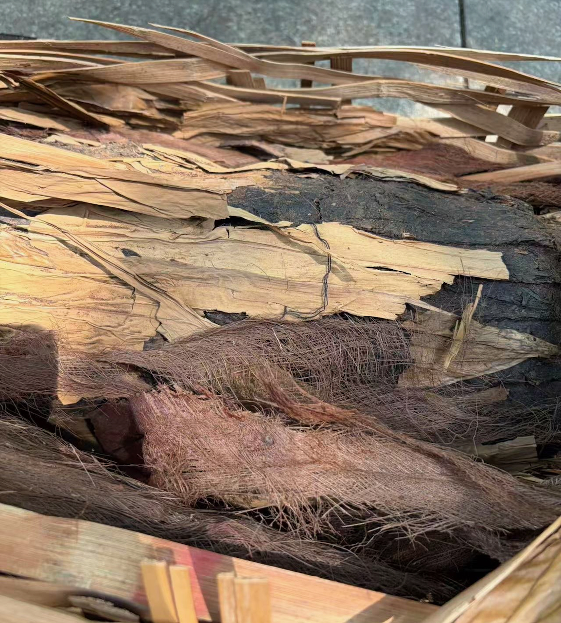 Opened log