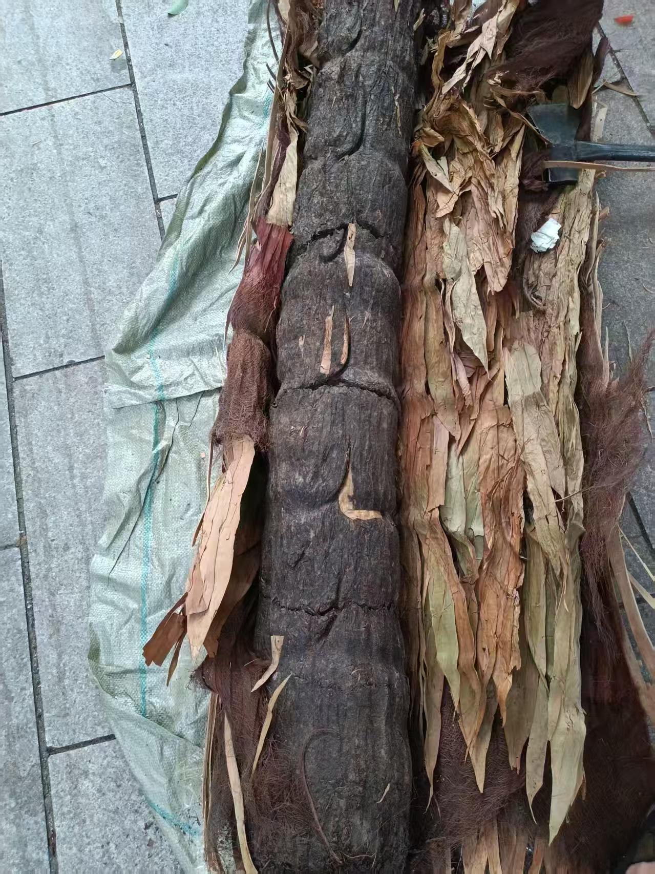 Log prior to cutting