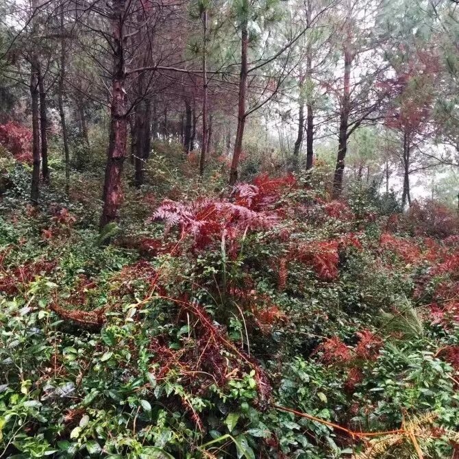 Tea garden forest floor
